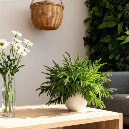 12 Pcs Norfolk Pine Branches, 18" Artificial Norfolk Pine Stems, Realistic Droopy Soft Bendable Pine Stems, Faux Greenery Stem for Vases Cedar Wreath Garland Christmas Home Decor, FF08